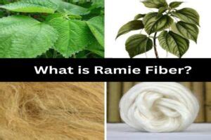 Ramie: Una fibra tessile naturale di incredibile resistenza e morbidezza per un futuro sostenibile!